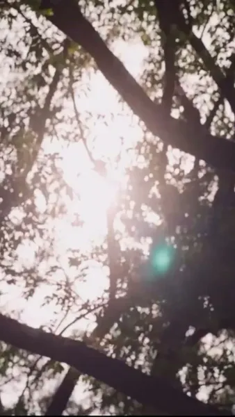 บุพเพใต้เงาบุปผา