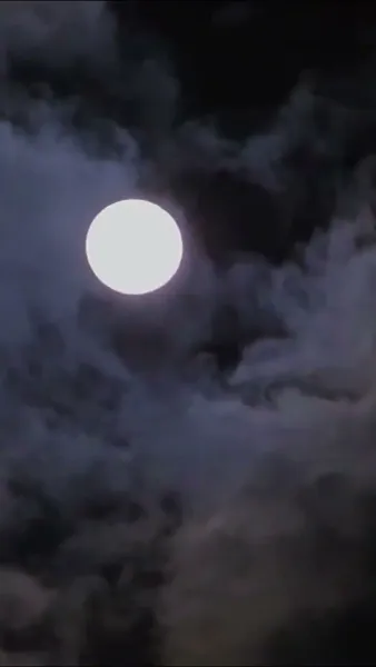 บุพเพใต้เงาบุปผา