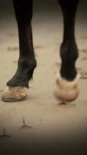 ตำนานรักแม่ทัพดอกไห่ถาง