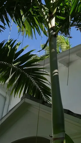 รีบหย่าให้ไว คุณหนูหัวใจพันล้าน