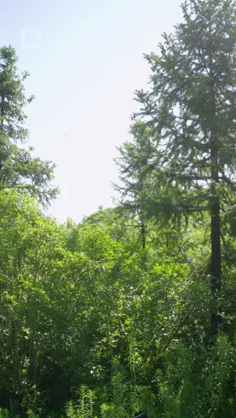 พ่อใหม่ของแม่จ๋า