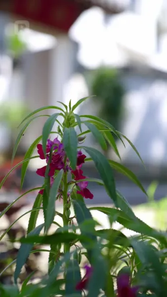 พ่อใหม่ของแม่จ๋า