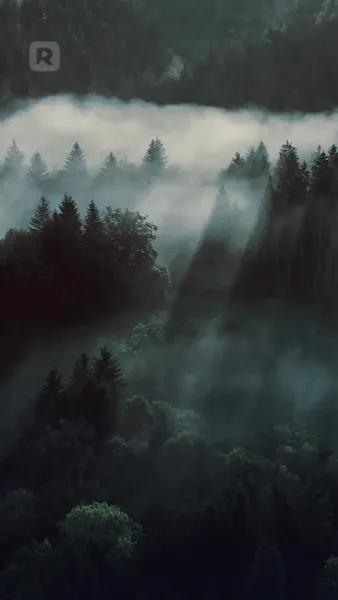 ชะตาผูกพันกับหมาป่าผู้เป็นศัตรู