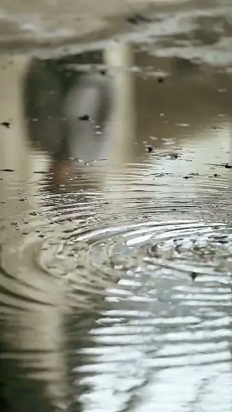 [พากย์ไทย]เจ้าสาวจำเป็นของท่านประธาน