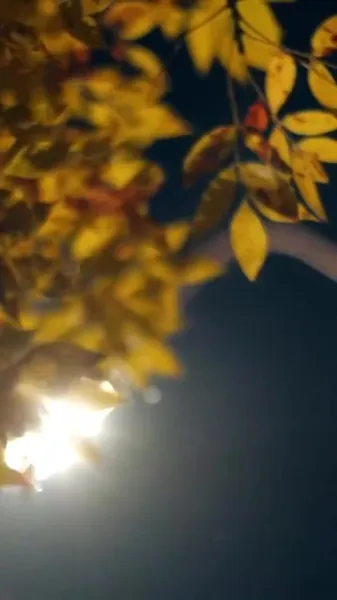 จูบในสายลม