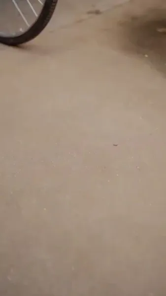 เกิดใหม่ปีอดอยาก