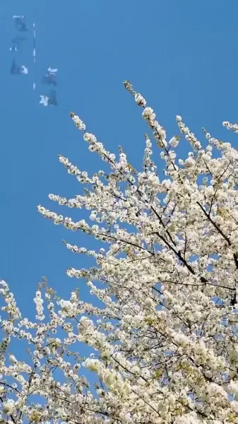 เมื่อดวงดาวตกลงมาในความฝันของฉัน