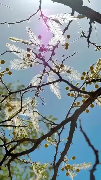 เมื่อดวงดาวตกลงมาในความฝันของฉัน