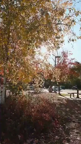 เมื่อดวงดาวตกลงมาในความฝันของฉัน