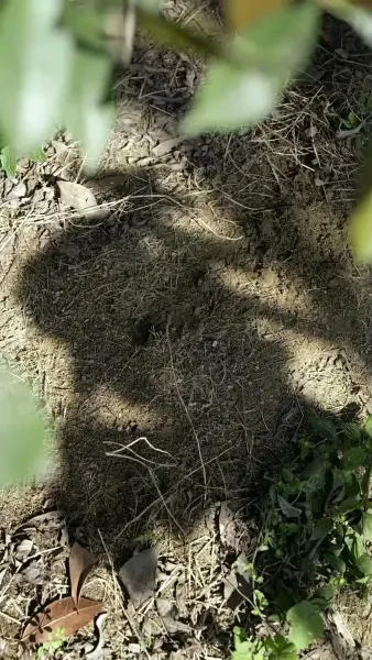 ขาดกันชั่วนิรันดร์