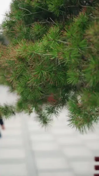 ทายาทตัวจริง กลับมาแล้ว(พากย์เสียง)