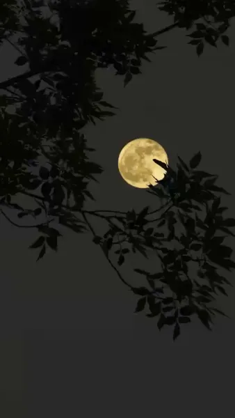 ทายาทตัวจริง กลับมาแล้ว(พากย์เสียง)