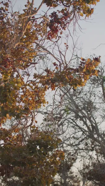 ชู้รักเจ้านาย