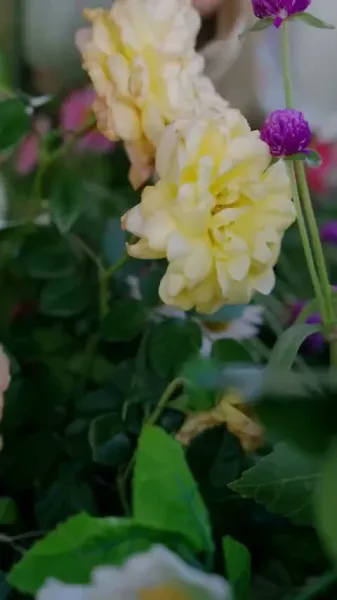 เงามายาในวังสลาย