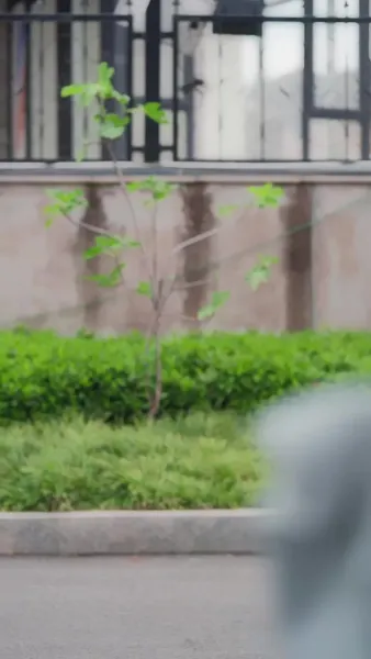 รักในสายลม ใบไม้ผลิ