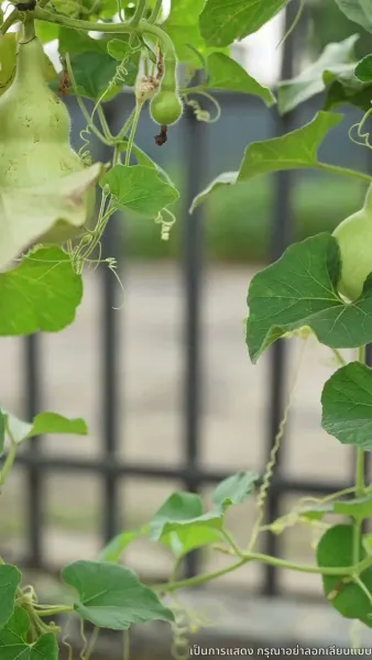 แต่งเมื่อพร้อม รักเมื่อถึงเวลา