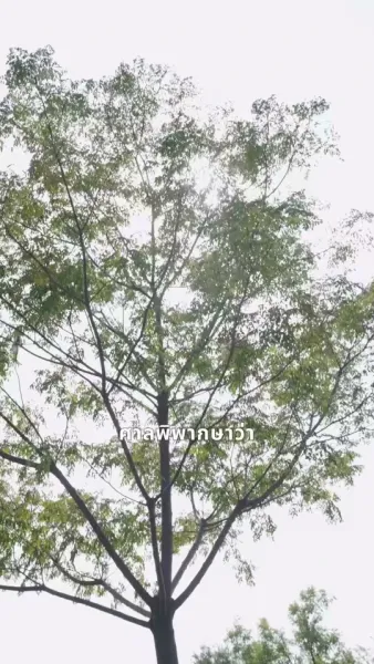 จุมพิตกุหลาบ