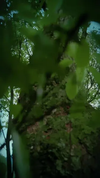 ผู้พิทักษ์ตัวน้อย จากสวรรค์