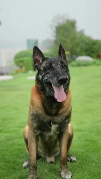 เสียงกระซิบ ของสัตว์ตัวน้อย