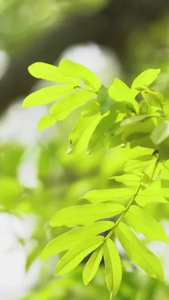 สามีองศ์เทพของฉัน