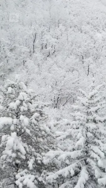 ข้ามหัวใจของฉันและหวังว่าจะตาย