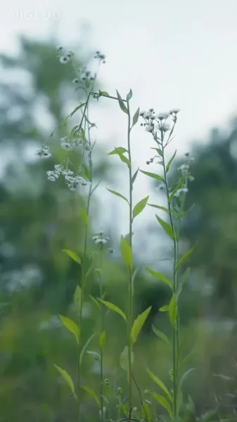 ใครคือ X ผู้โหดร้าย