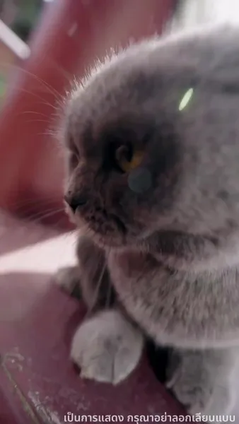 เพลิงแค้นพลิกชะตาวังหลัง