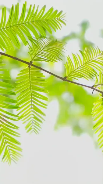 สายน้ำไม่ไหลกลับ