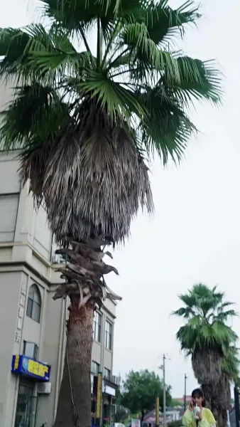 วิวาห์อลหม่าน