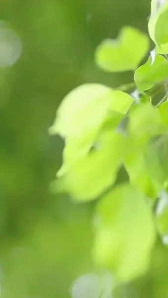 รักลับๆ ใต้ชายคาเดียวกัน