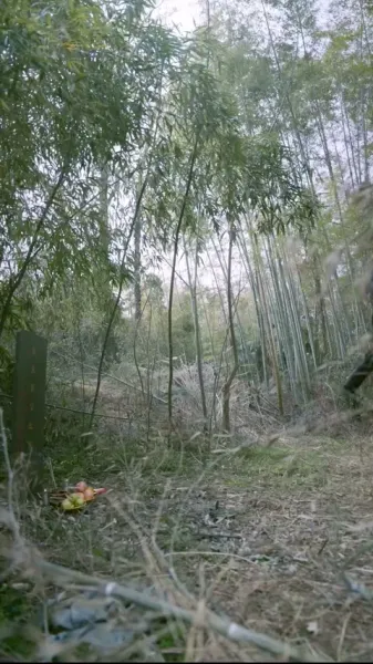 ข้าไม่ได้ตั้งใจเซียน