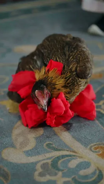 จันทราในอ้อมใจ