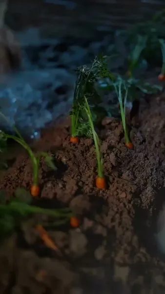 ปีศาจกระต่ายนักอุ้มรัก