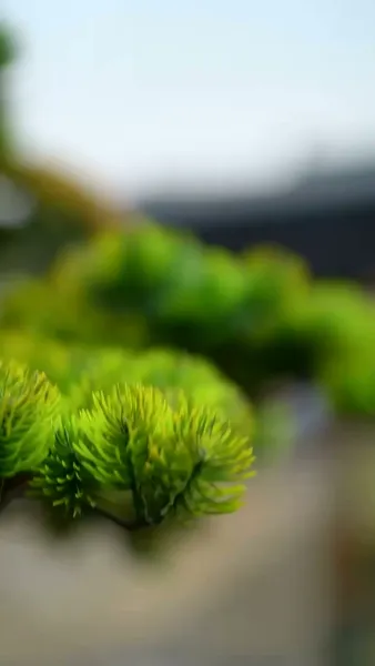 ปีศาจกระต่ายนักอุ้มรัก