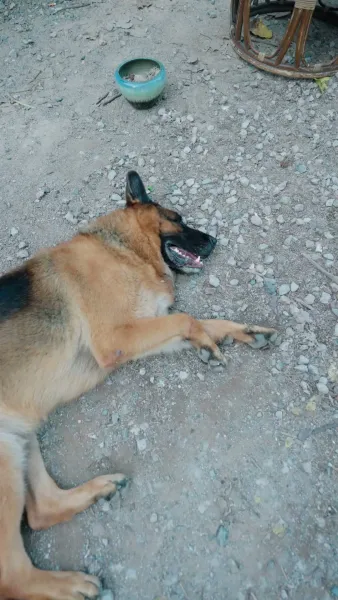 หนูน้อยพูดกับสัตว์ได้ พลิกชะตาทั้งบ้าน