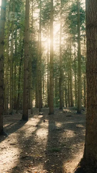 พันธะรักสีเลือด