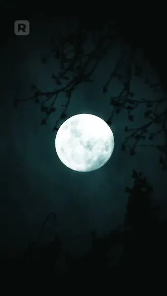 พันธะรักสีเลือด