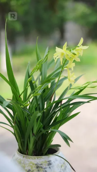 ทูตสื่อวิญญาณตัวน้อย