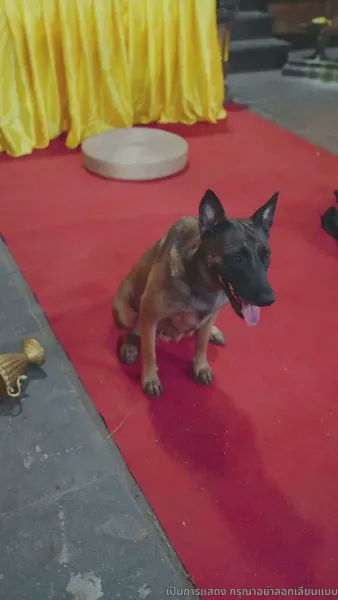 [พากย์ไทย]มังกรพิทักษ์ตามหารัก