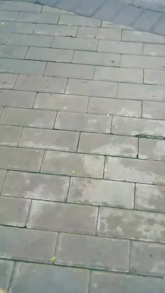 เดิมพันรักมหาเศรษฐี