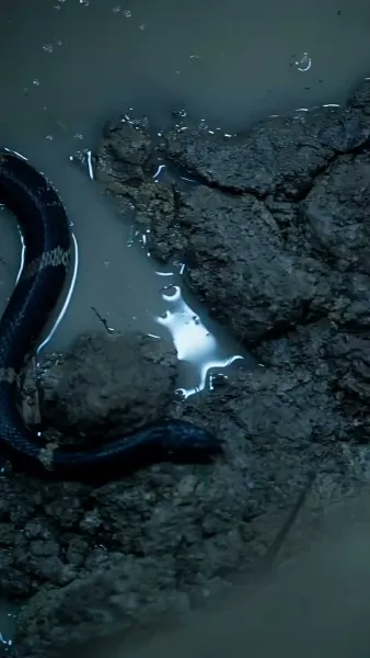 สายใยรักองค์หญิง