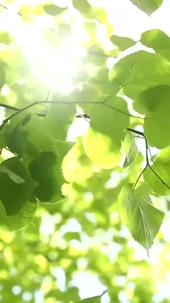 หลังแต่งงานฉับพลัน ฉันกลายเป็นเบี้ยของเจ้านาย