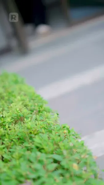 มินตราน้ำตาโลหิต