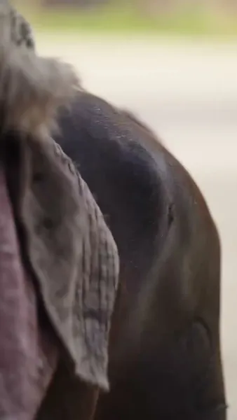 พระมเหสีอ้วนป่วนวัง