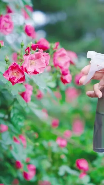 ทายาทสองหน้ากับคุณป้าสี่ท่านสุดแกร่ง