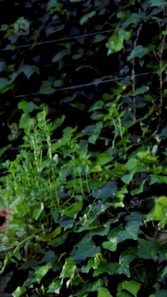 สามีใจร้าย,กรุณาตื่น! 2