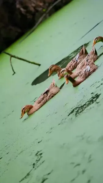 หัวใจยังเป็นของเธอ