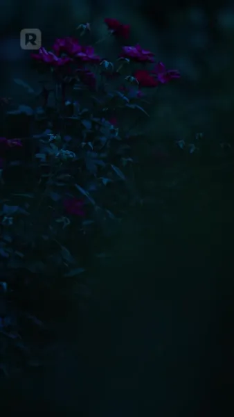 ถูกมัดด้วยเกียรติยศ: ถูกลักพาตัวโดยราชามาเฟีย