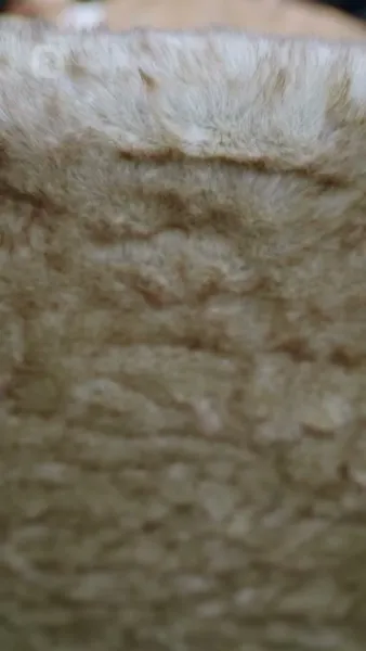 การเกิดใหม่ในกองเพลิง