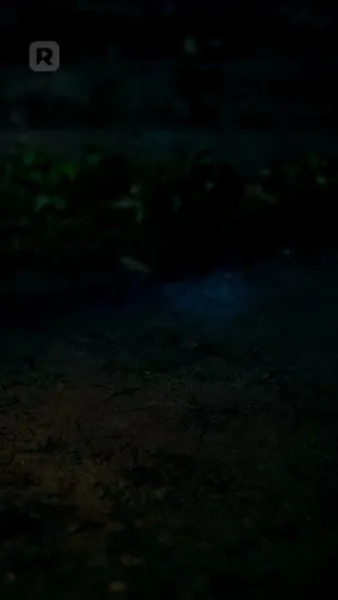 การเกิดใหม่ในกองเพลิง